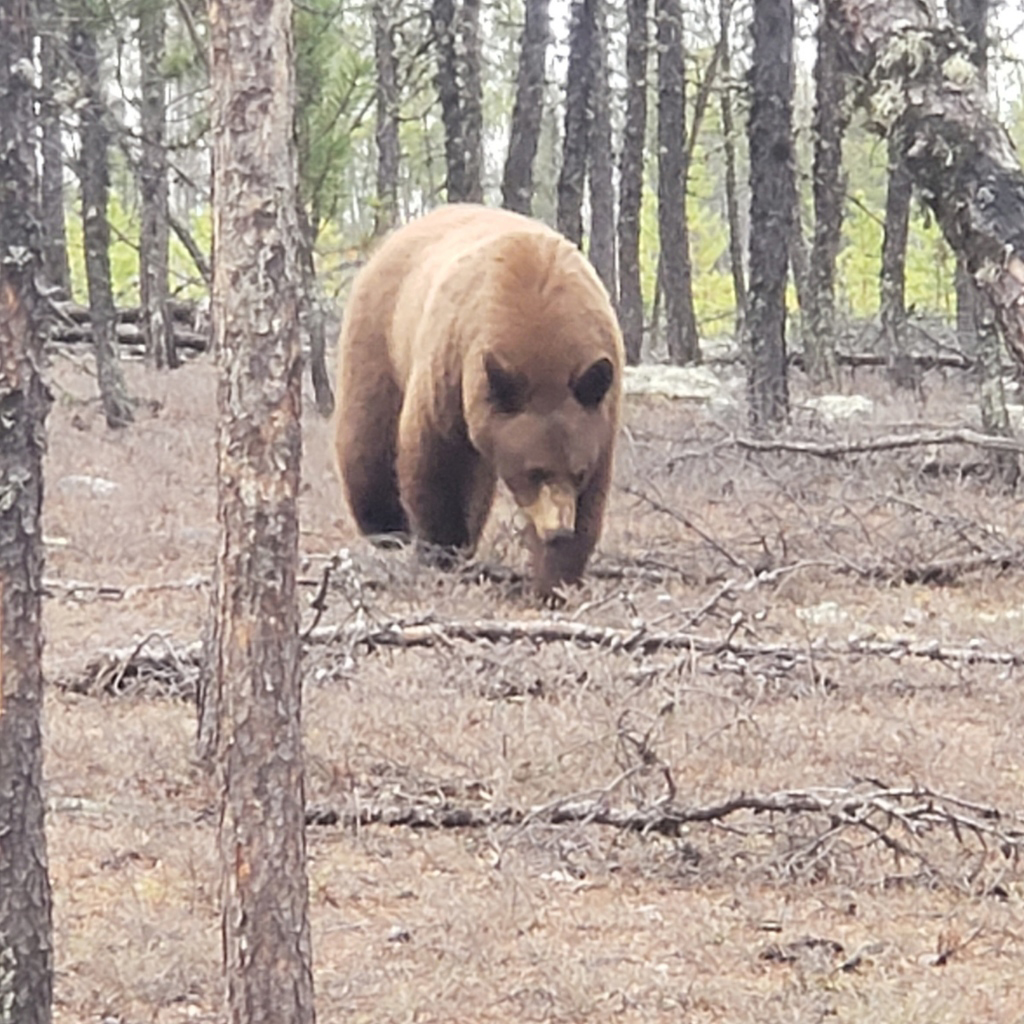 Saskatchewan Blond Bear